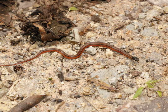 Image of Kinkelin Graceful Brown Snake