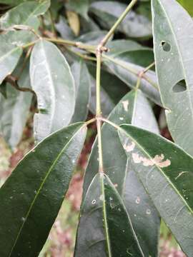 Imagem de Staphylea ternata (Nakai) Byng & Christenh.