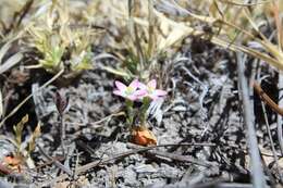 Image of Zeltnera pusilla (Eastw.) G. Mansion