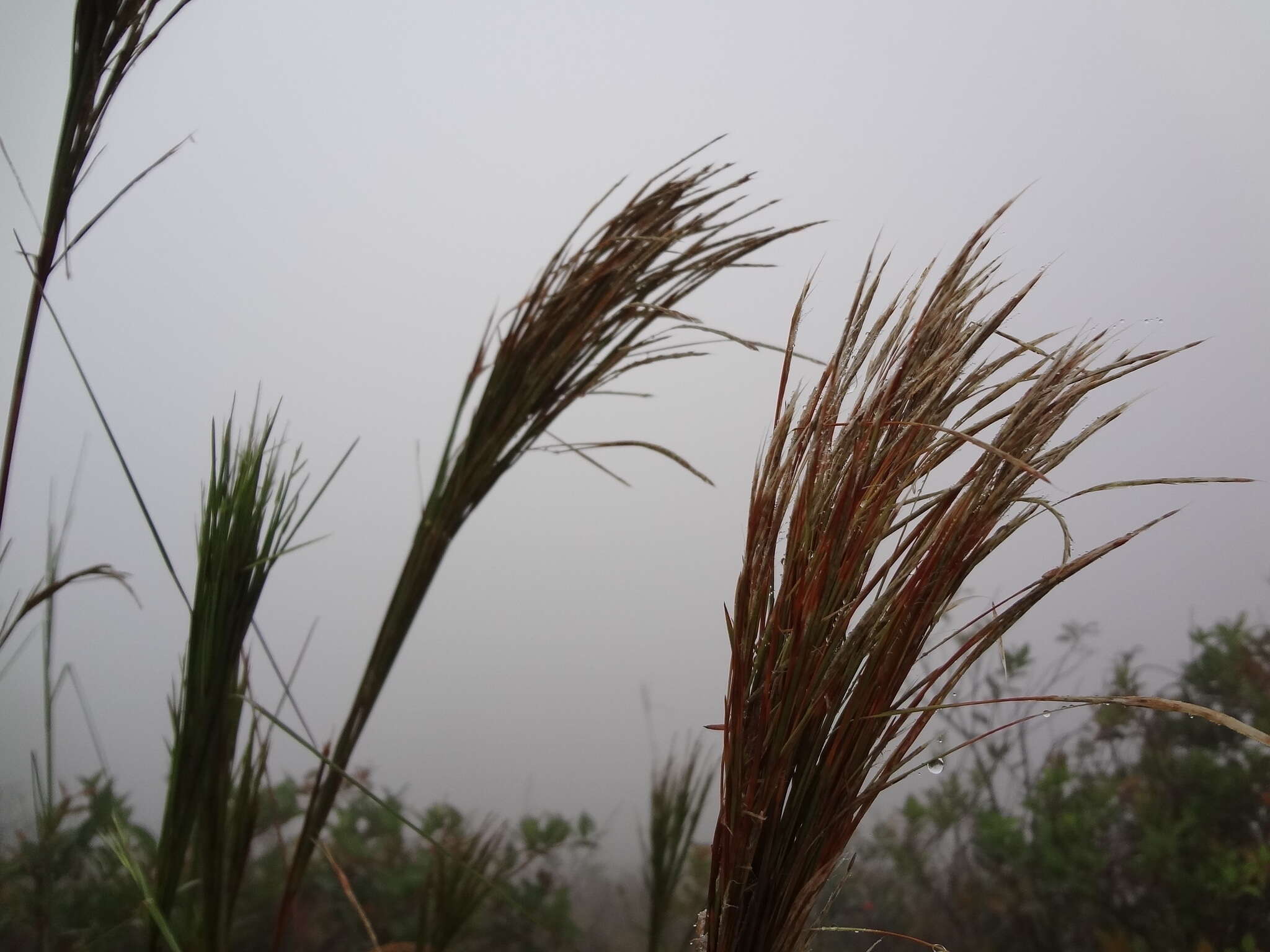 Sivun Andropogon bicornis L. kuva