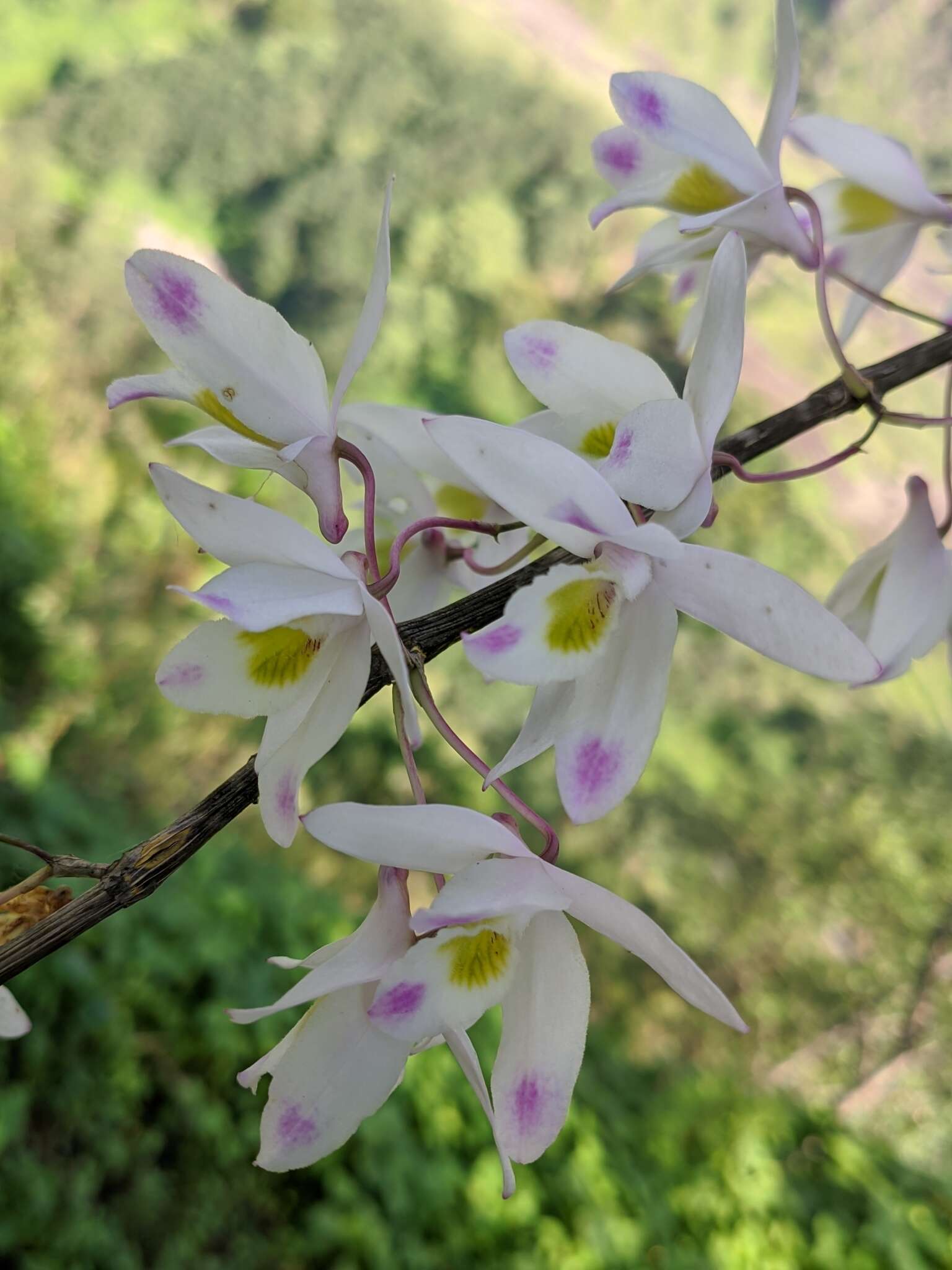 Imagem de Dendrobium amoenum Wall. ex Lindl.