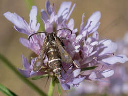 Image de Chamaesphecia bibioniformis Esper 1779