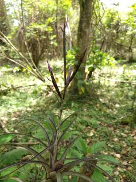 Image of leatherleaf airplant