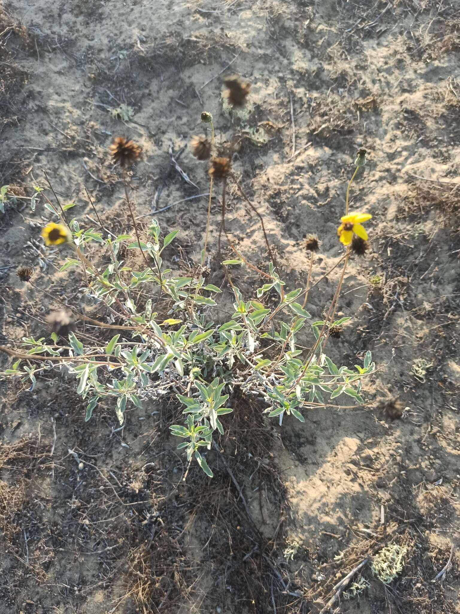 Слика од Helianthus niveus (Benth.) Brandeg.