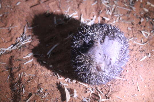 Image of Greater Hedgehog Tenrec