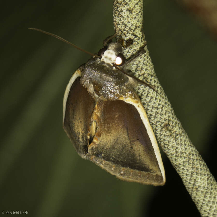 Image of Gonodonta mexicana Schaus 1901