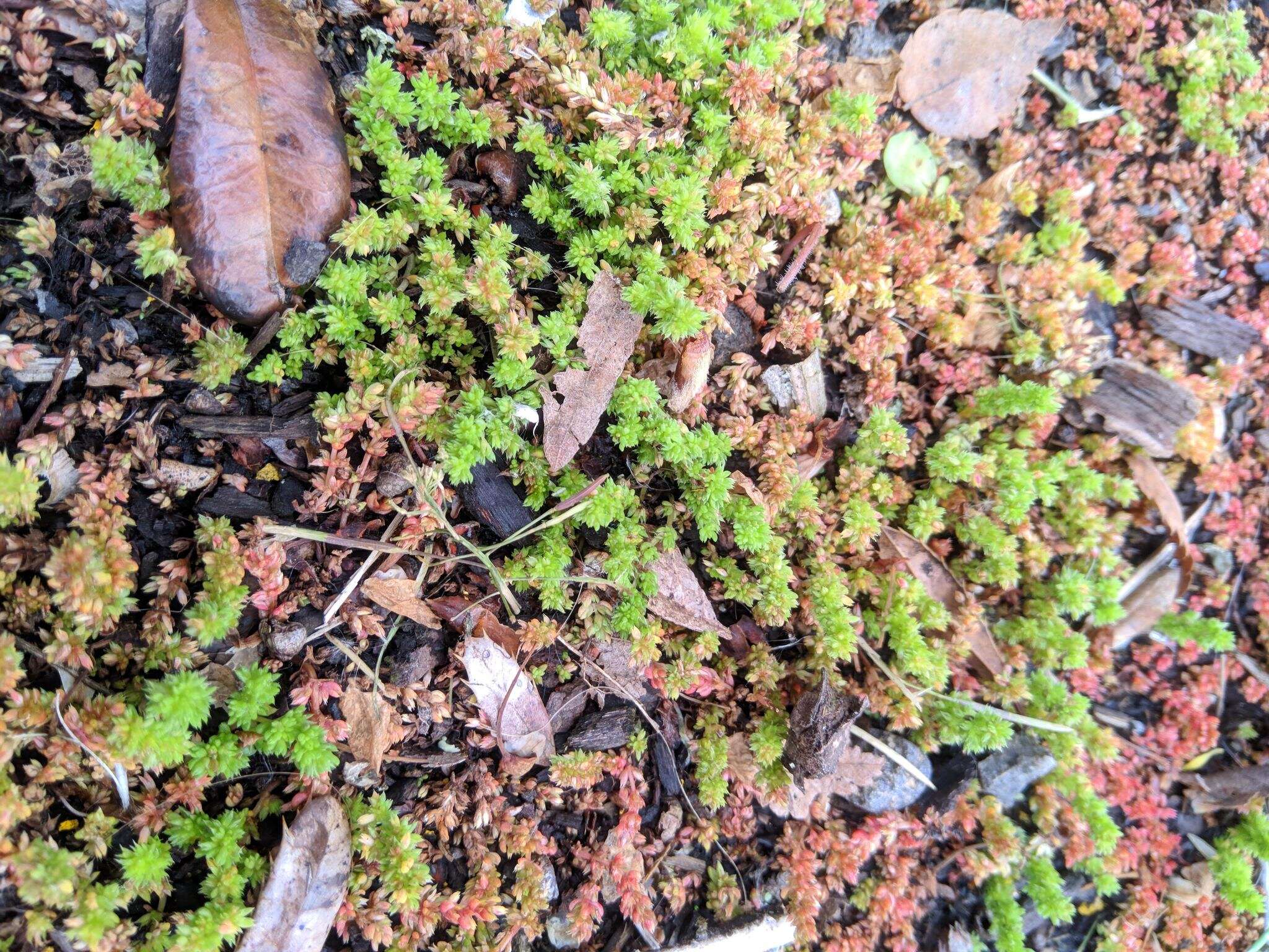 Image of Mossy Stonecrop