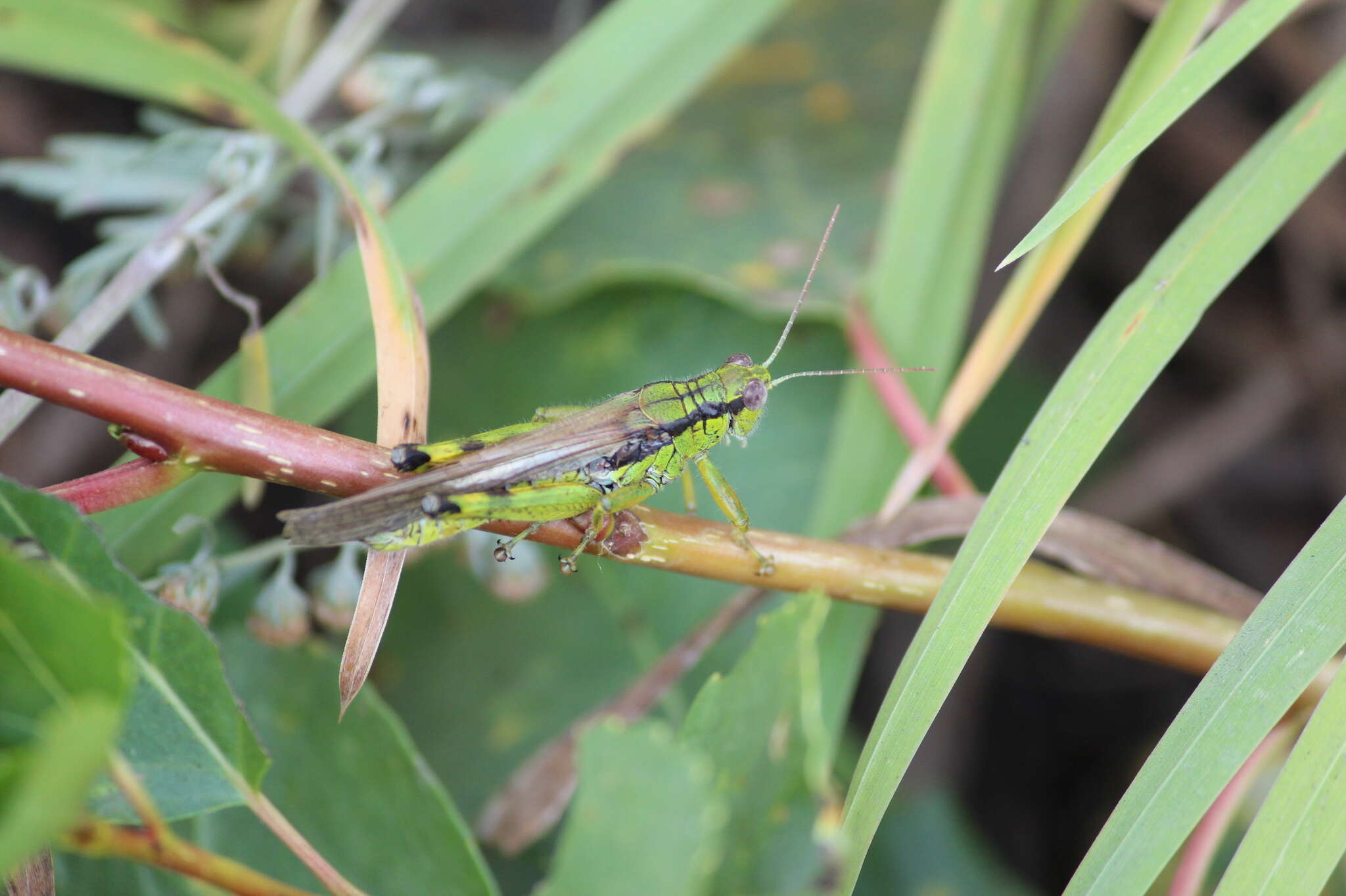 Image of Ognevia longipennis (Shiraki 1910)