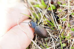 Image of Carabus (Orinocarabus) alpestris hoppii Germar 1824