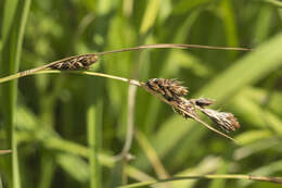 Image of Carex augustinowiczii Meinsh.