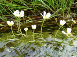 Слика од Ranunculus trichophyllus Chaix