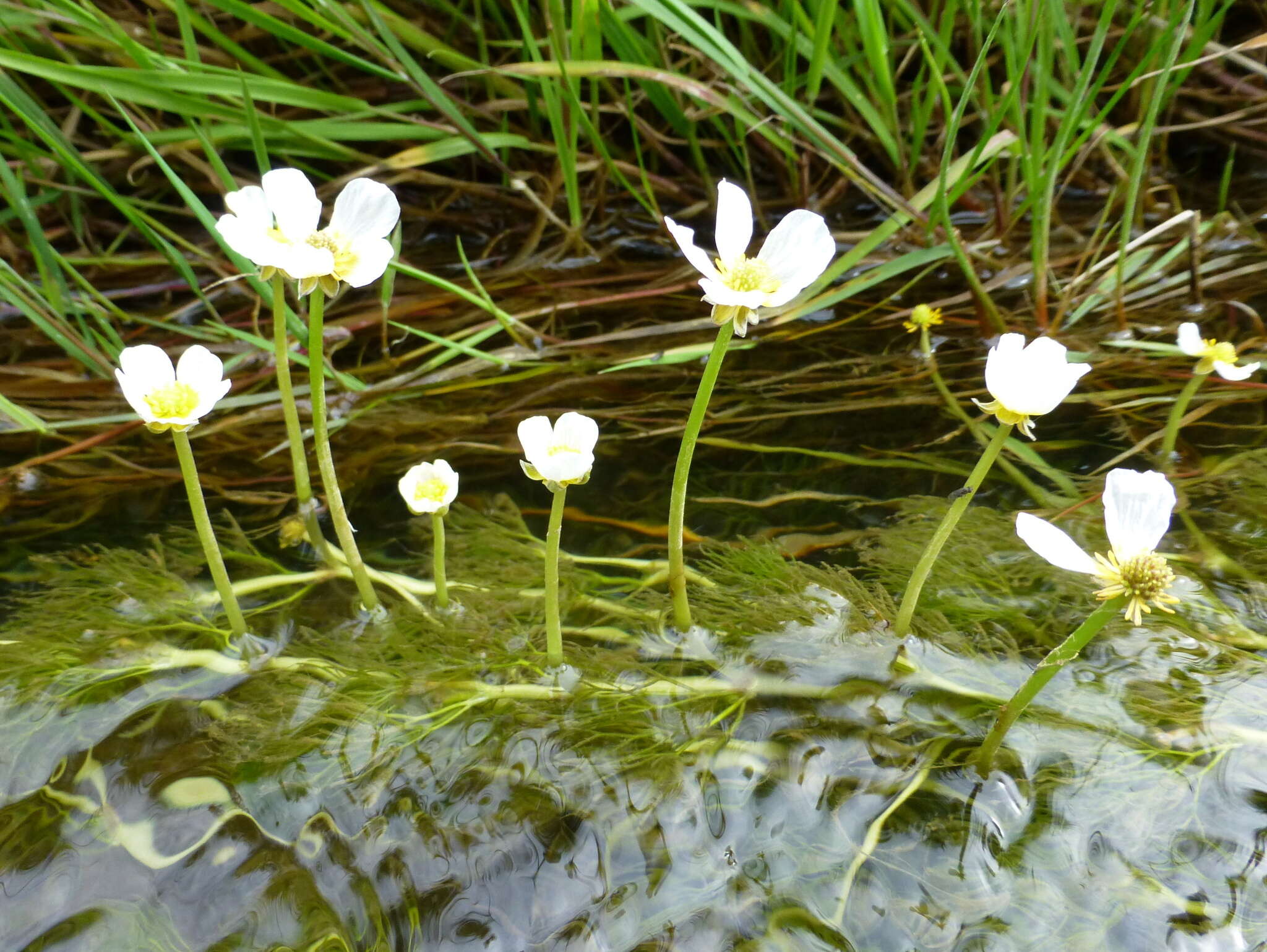 Слика од Ranunculus trichophyllus Chaix