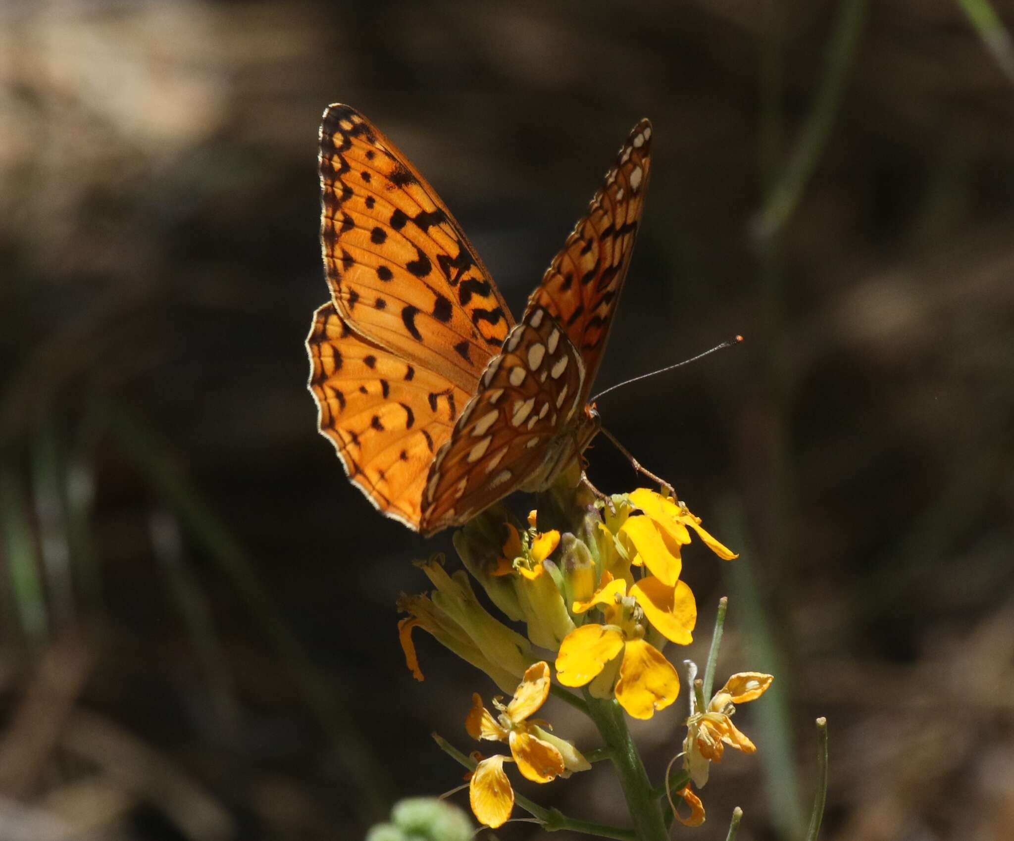 Слика од Speyeria coronis semiramis Edwards 1886