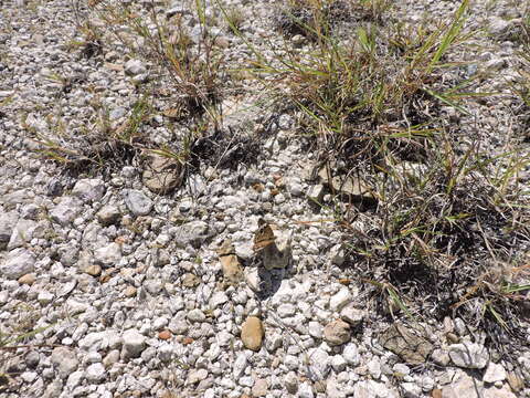 Image of Common buckeye