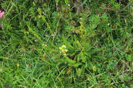 Image of Pedicularis ascendens Schleicher ex Gaudin