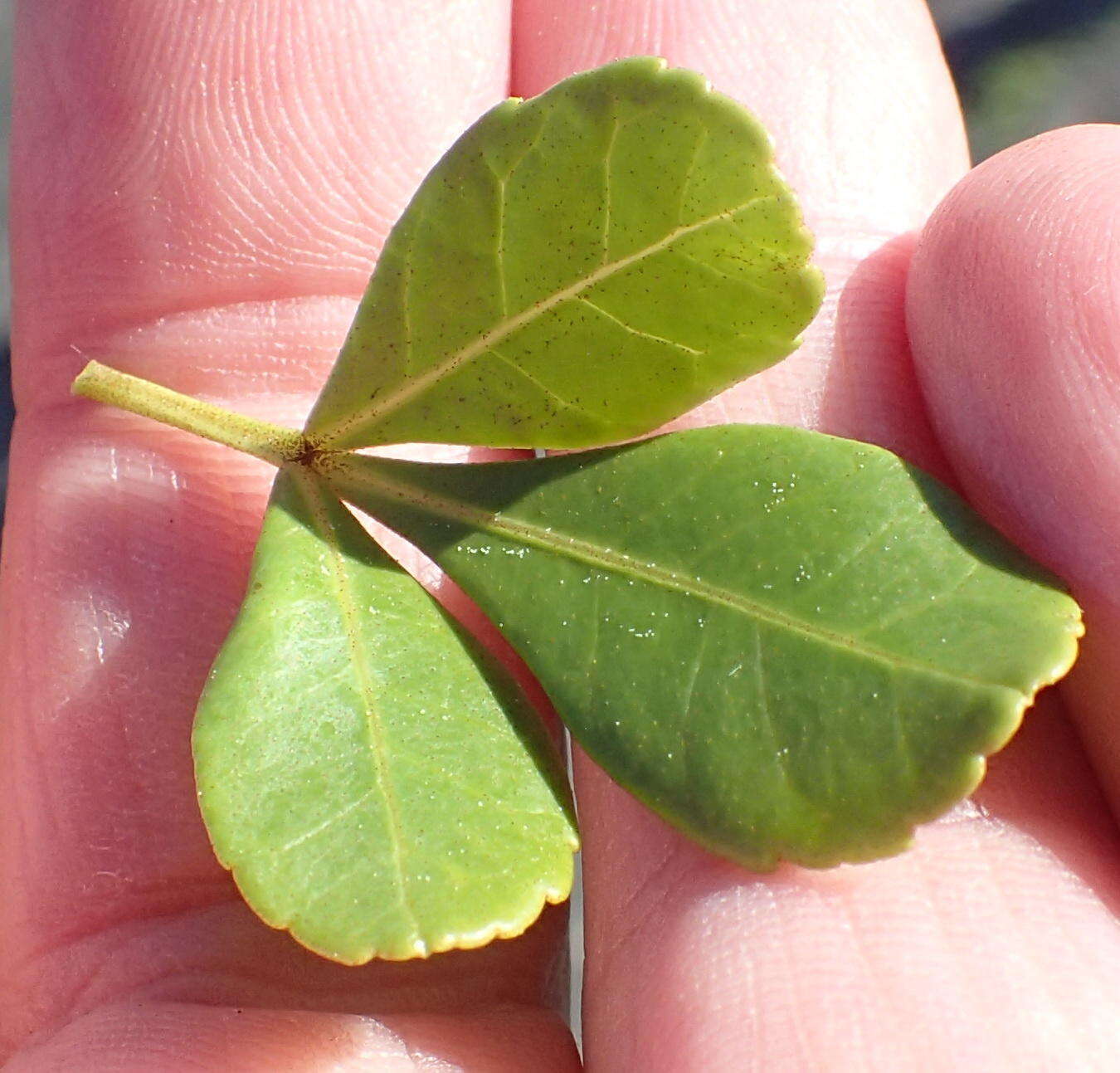 Image of Searsia crenata (Thunb.) Moffett