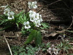 Image of Viola chaerophylloides (Regel) W. Becker