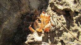 Image of Haworthia arachnoidea var. setata (Haw.) M. B. Bayer