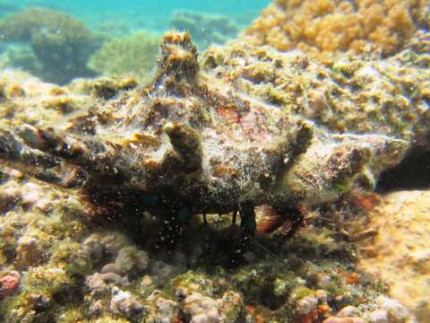 Image of Bluespot maroon hermit crab