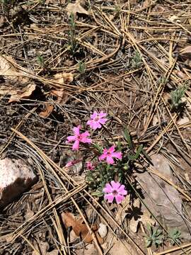 Image of Arizona phlox