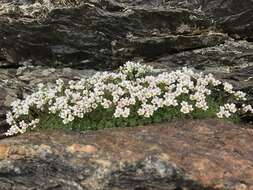 Sivun Saxifraga nevadensis Boiss. kuva