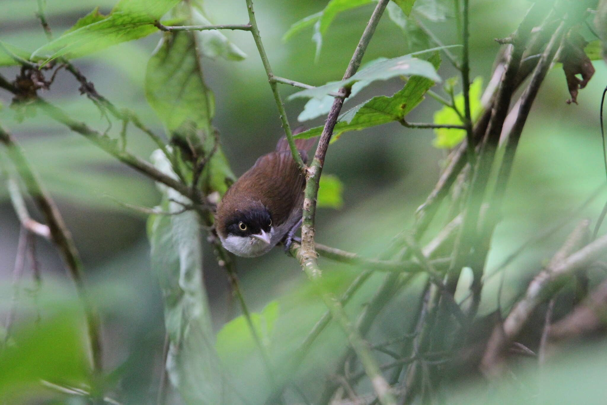 Слика од Dumetia atriceps (Jerdon 1839)