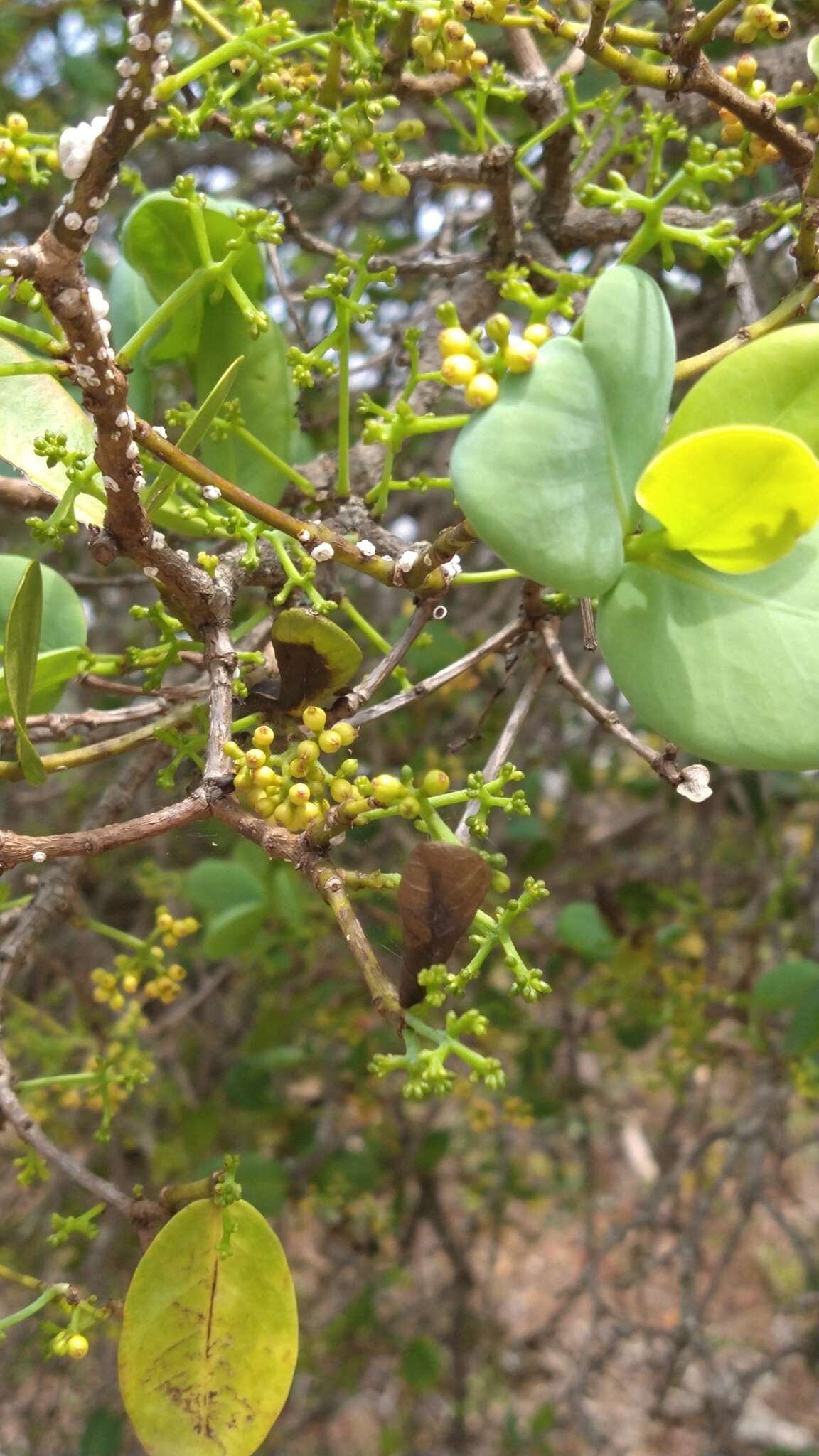 Image of Neea theifera Oerst.