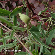 Image of Clematis intricata Bunge