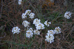 Image of Noccaea macrantha (Lipsky) F. K. Mey.