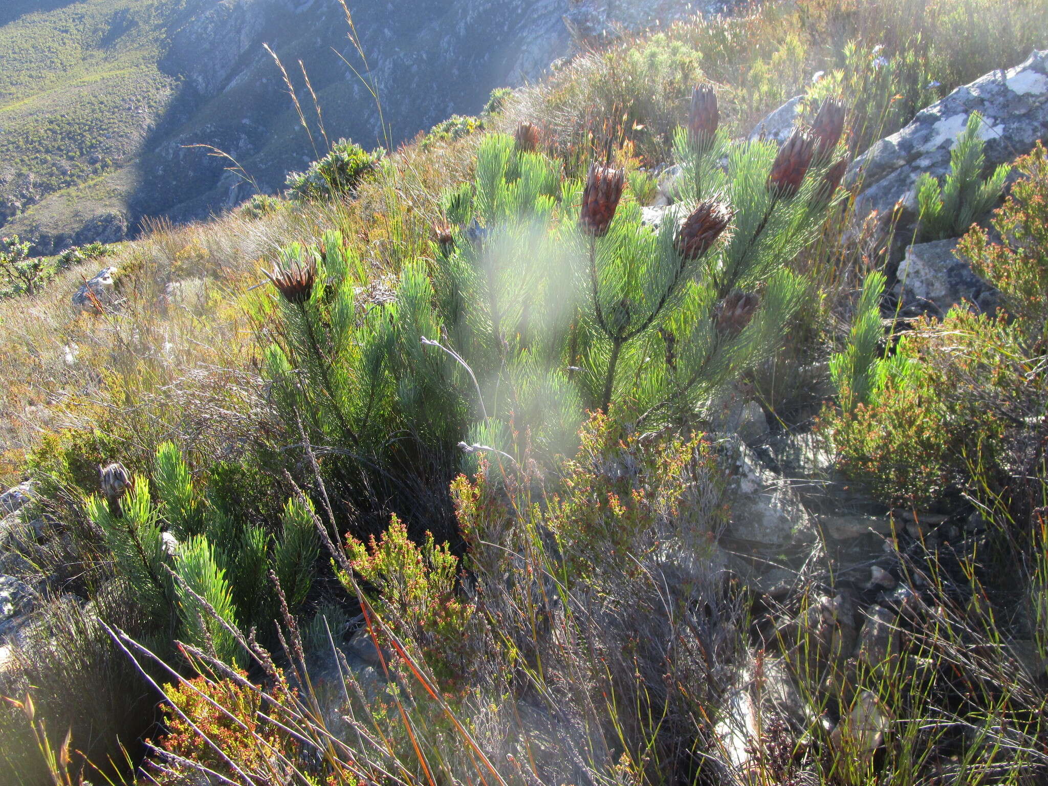 Image of Protea aristata Phillips