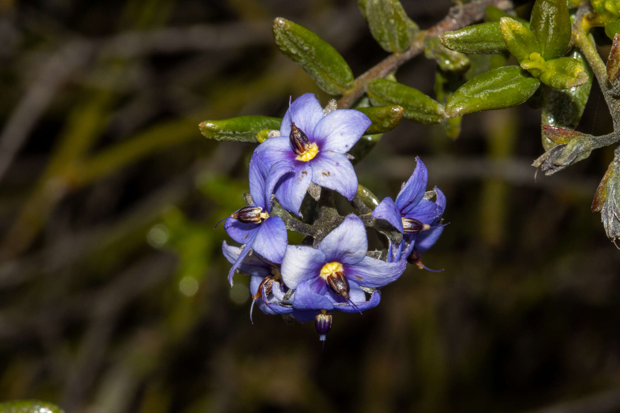 Image of Halgania andromedifolia Behr & F. Müll. ex F. Müll.