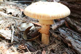 Image of Amanita ochrophylla (Cooke & Massee) Cleland 1924