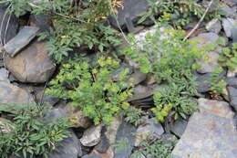 Image of Euphorbia buschiana Grossh.