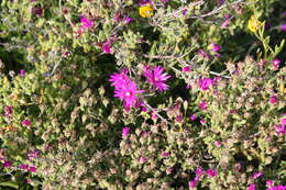 Imagem de Drosanthemum globosum L. Bol.