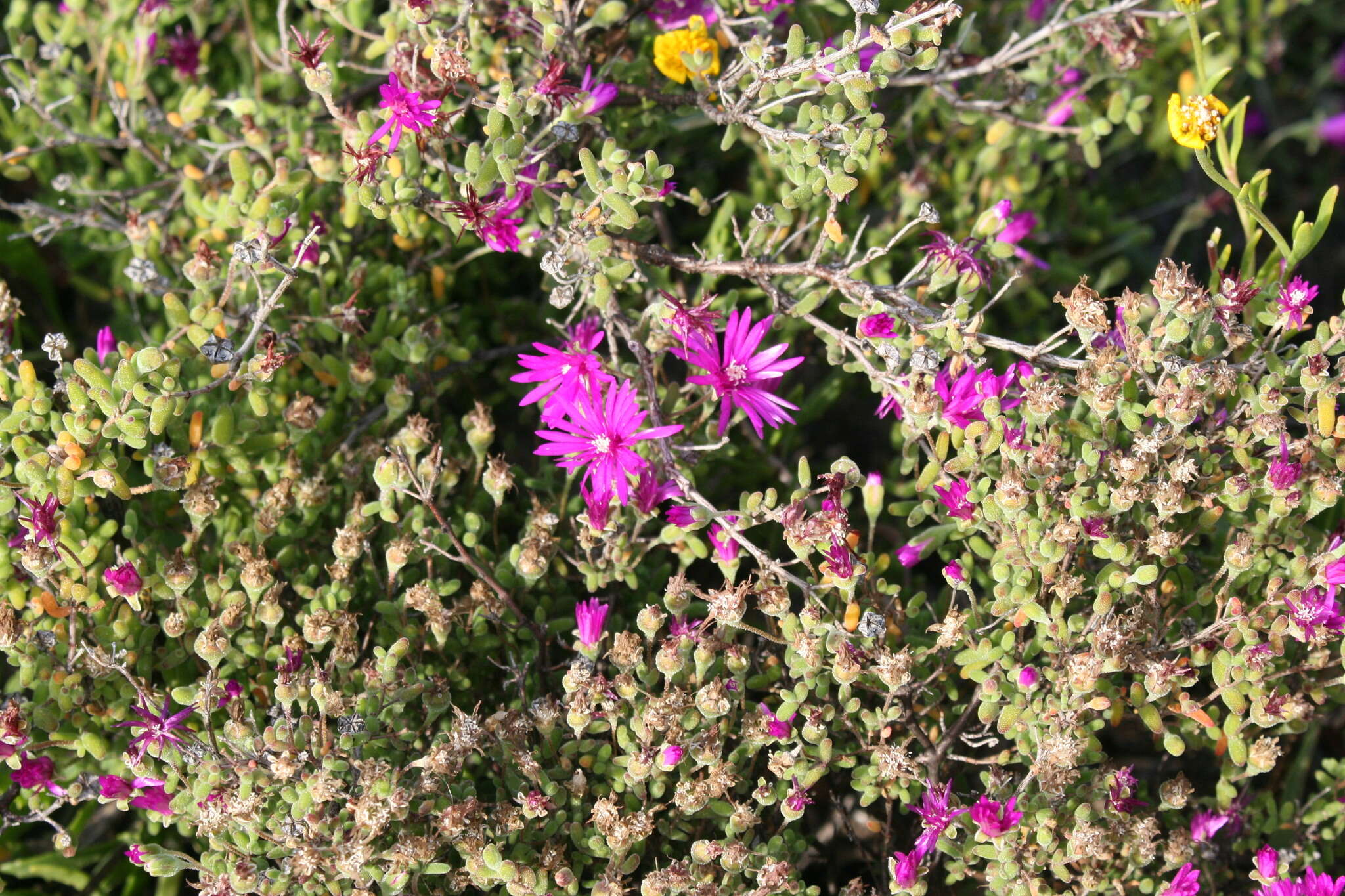 Imagem de Drosanthemum globosum L. Bol.