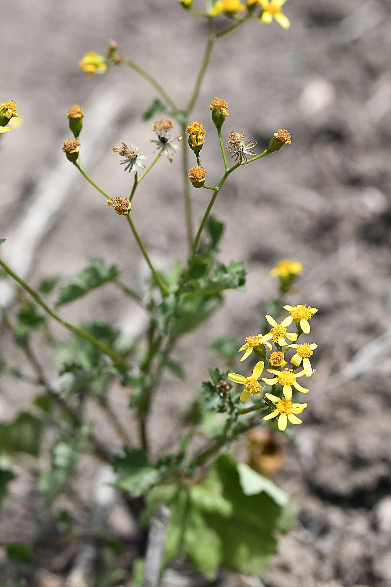 Image of Cineraria erodioides DC.