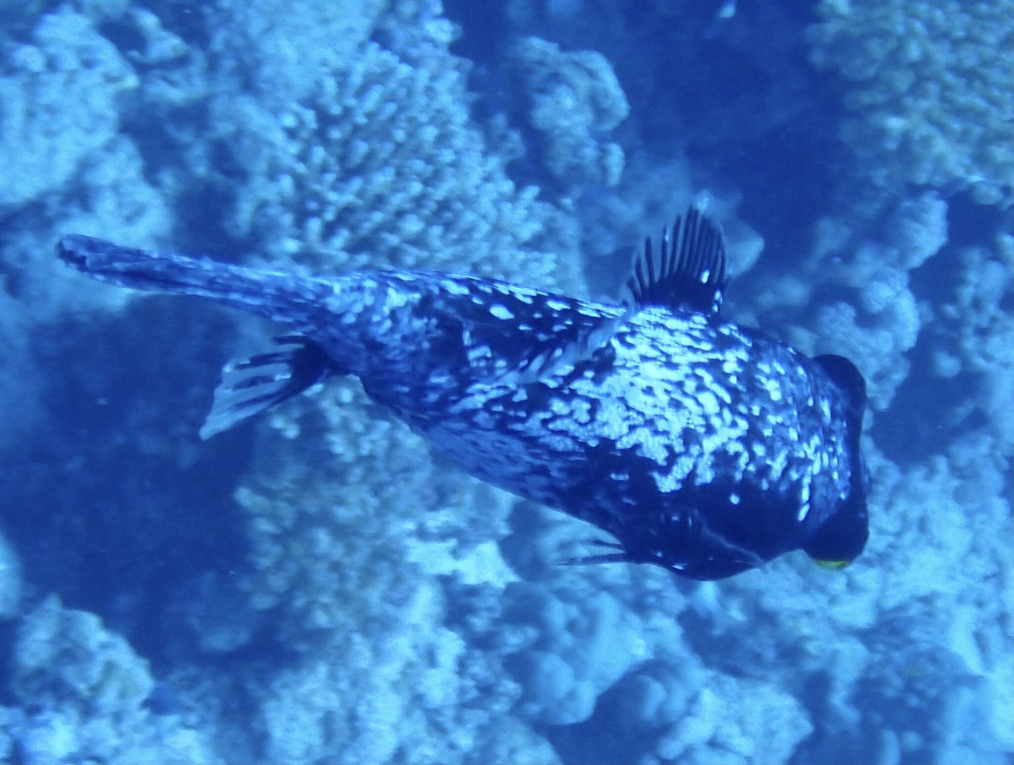 Image of Masked Puffer