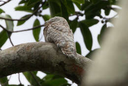 Image of Great Potoo