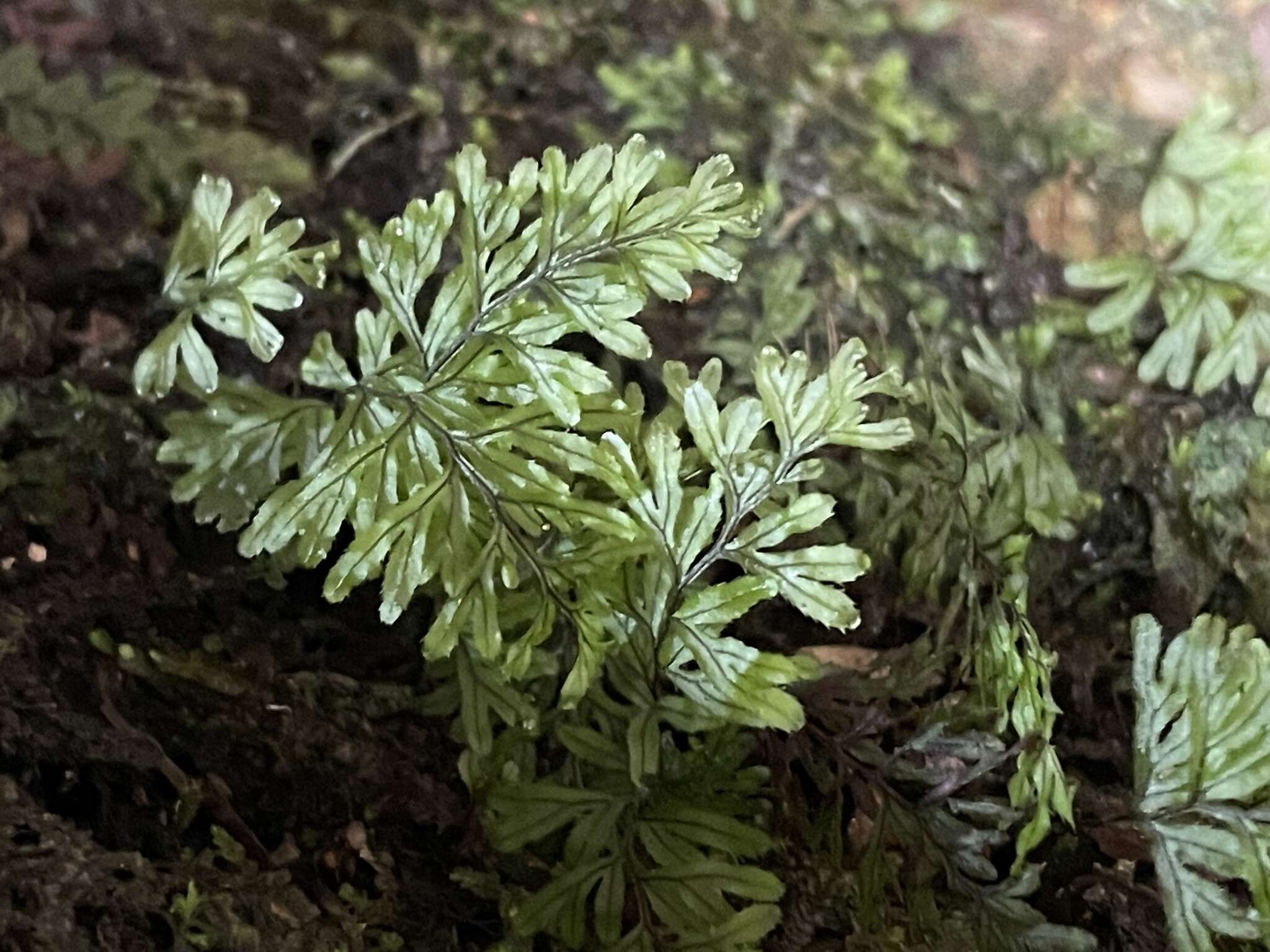 صورة Hymenophyllum peltatum (Poir.) Desv.