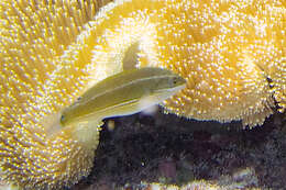 Image of Stripebelly wrasse