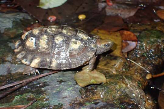 Image of Enigmatic leaf turtle