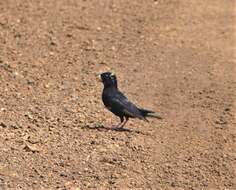 Image of Dusky Indigobird