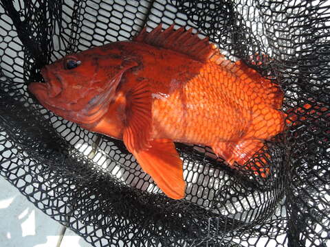 Image of Vermilion rockfish