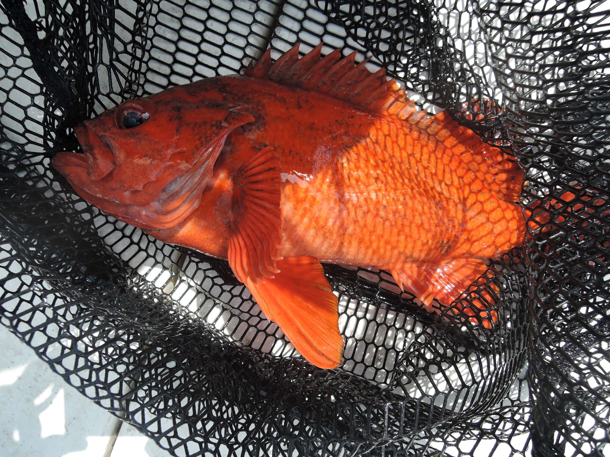 Image of Vermilion rockfish