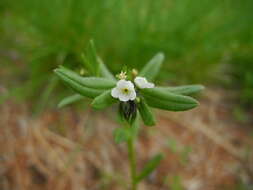 Image of Buglossoides arvensis subsp. arvensis