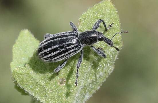 Image of Myrmex vandykei Sleeper 1970