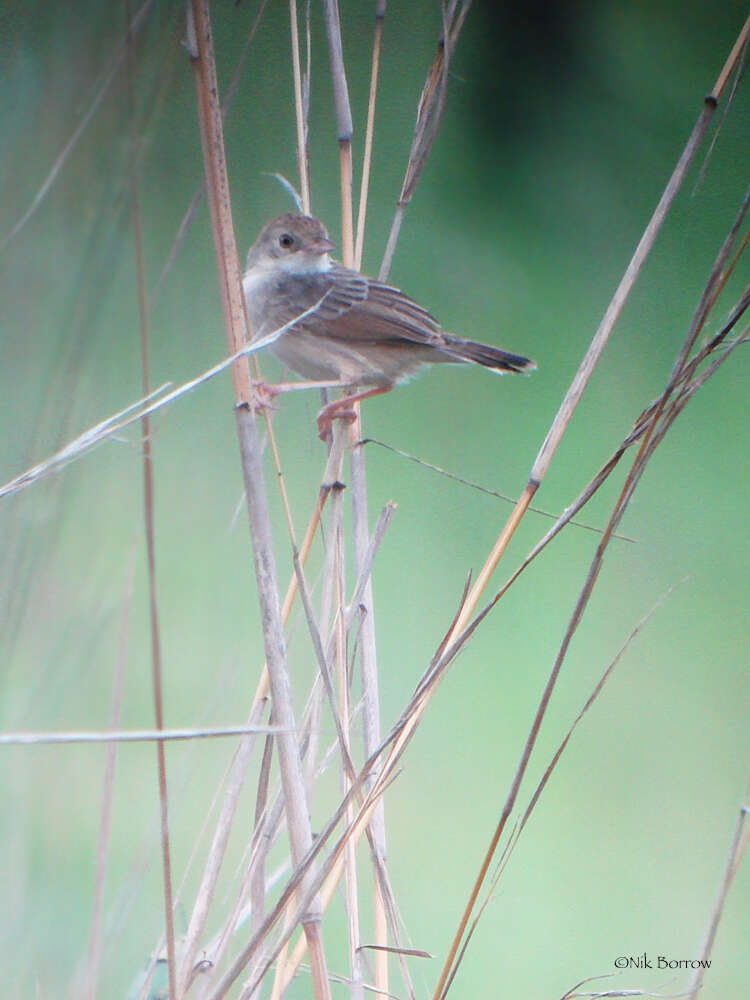 Image of Short-winged Cisticola