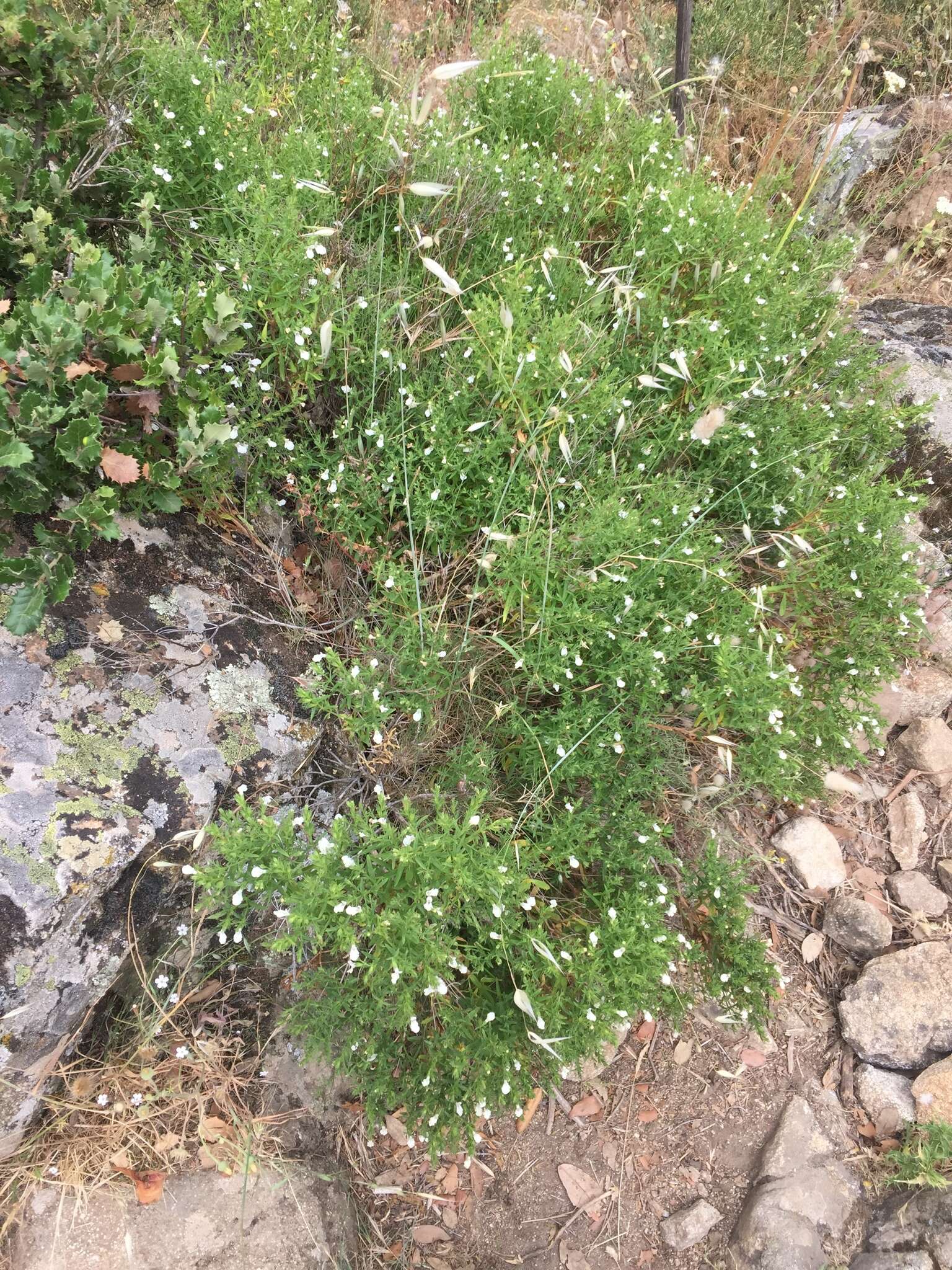 Image de Stachys glutinosa L.