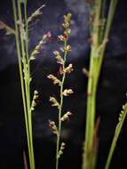 Image of Setaria madecassa A. Camus