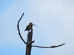 Image of Swinhoe's Snipe